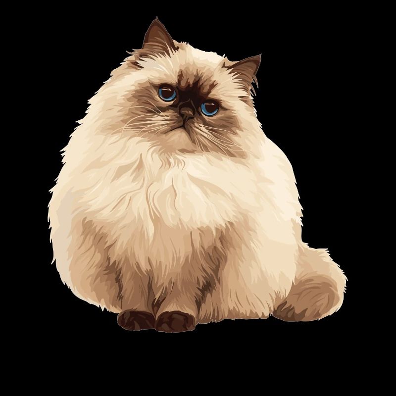 Himalayan Cat Colourpoint Katze