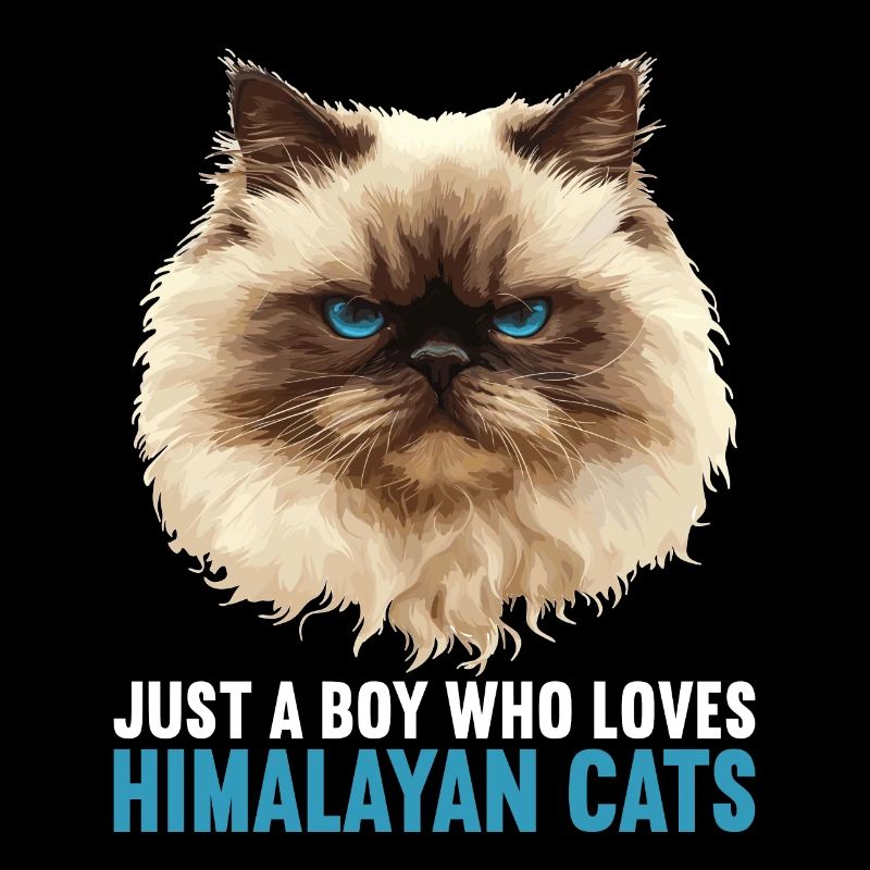 Himalayan Cat Colourpoint Katze