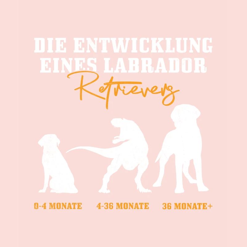 Labrador Hund DIE ENTWICKLUNG EINES LABRADORS