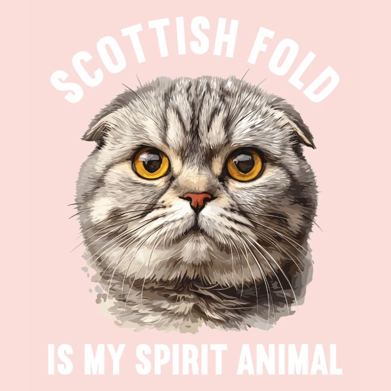 Scottish Fold Kitten Scottish Fold chat
