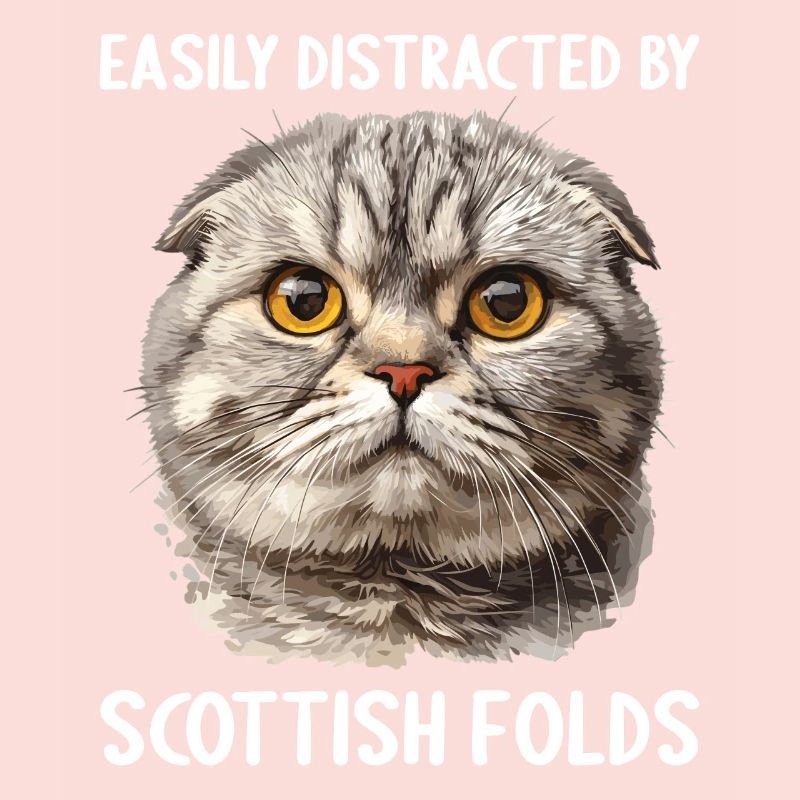 Scottish Fold Kitten Scottish Fold Cat