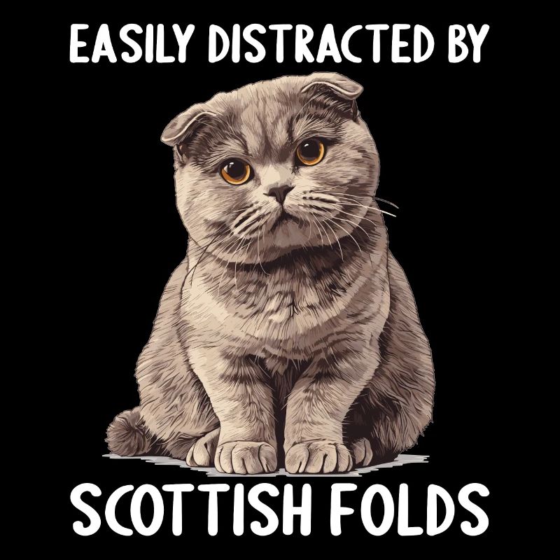 Scottish Fold Kitten Scottish Fold Cat