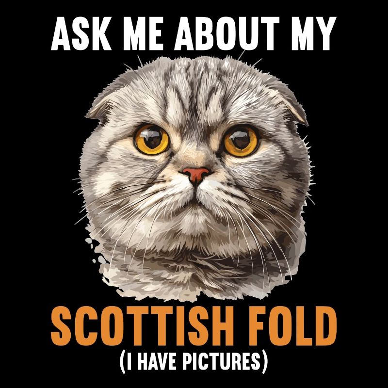 Scottish Fold Kitten Scottish Fold chat