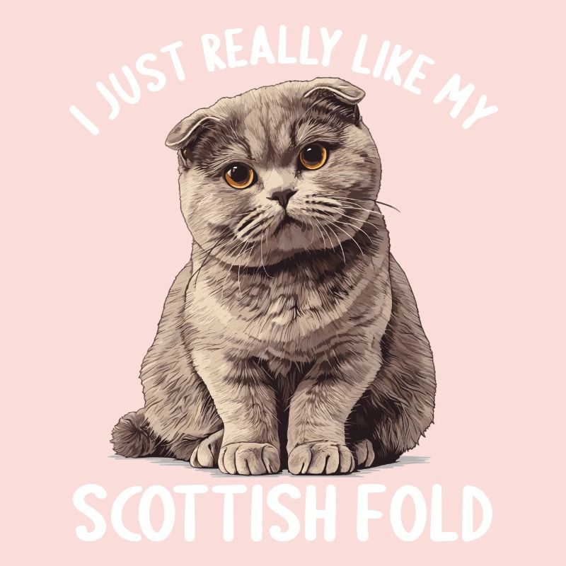 Scottish Fold Kitten Scottish Fold chat