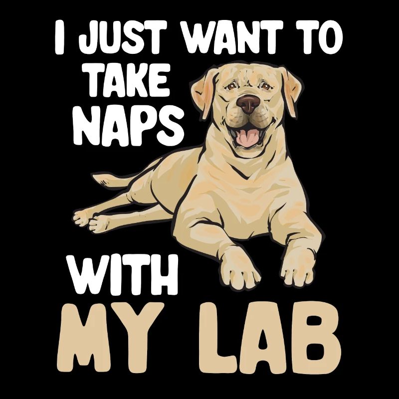 Labrador Retriever jaune
