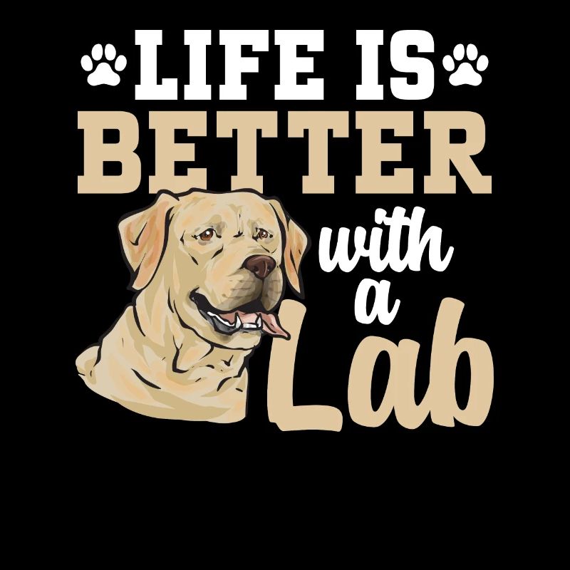 Labrador Retriever jaune