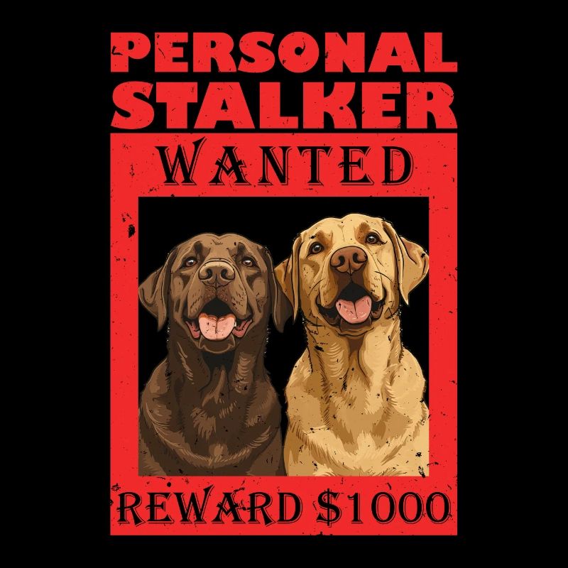 Labrador Chien PERSONAL STALKER JE TE SUIVRAI