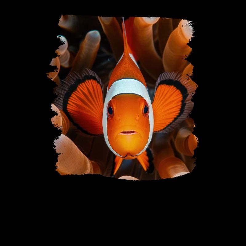 Clownfish Clownfische Clownfisch