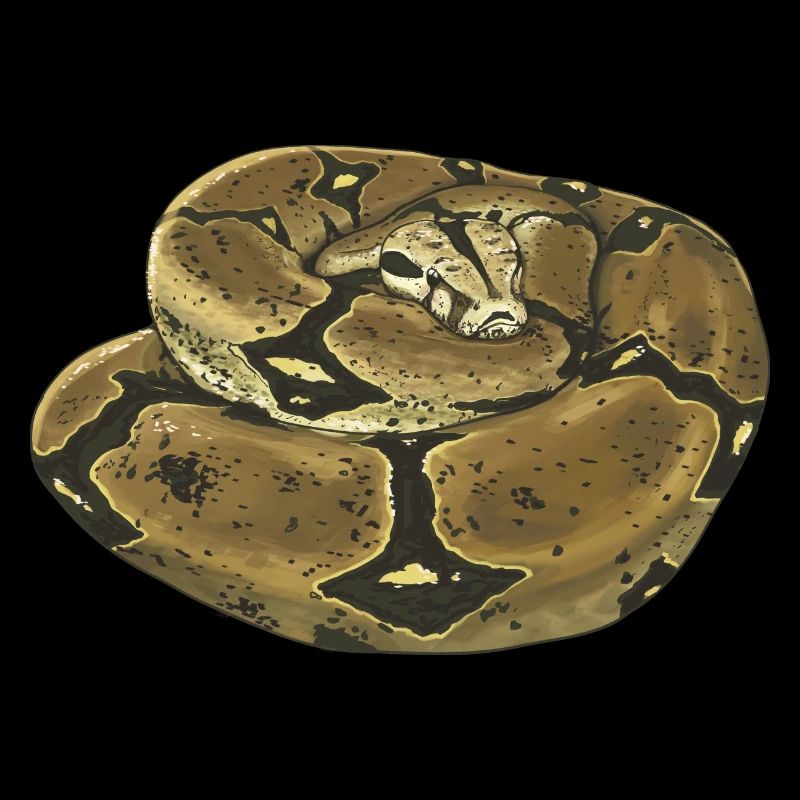 Serpent - Boa-Constrictor - Terrarium - Cadeau