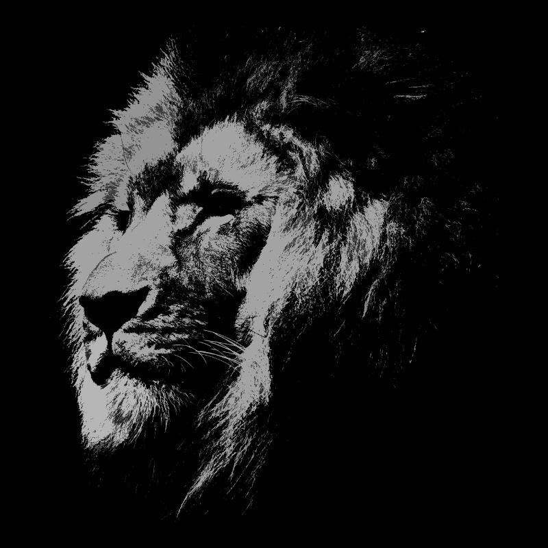 Wild lion