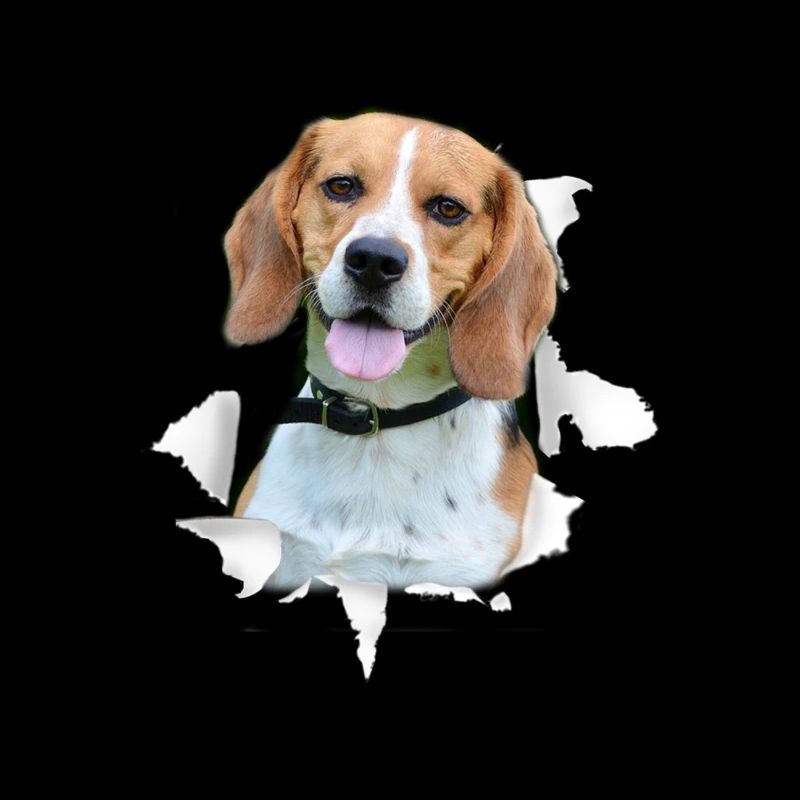 Beagle - Beagle Chien