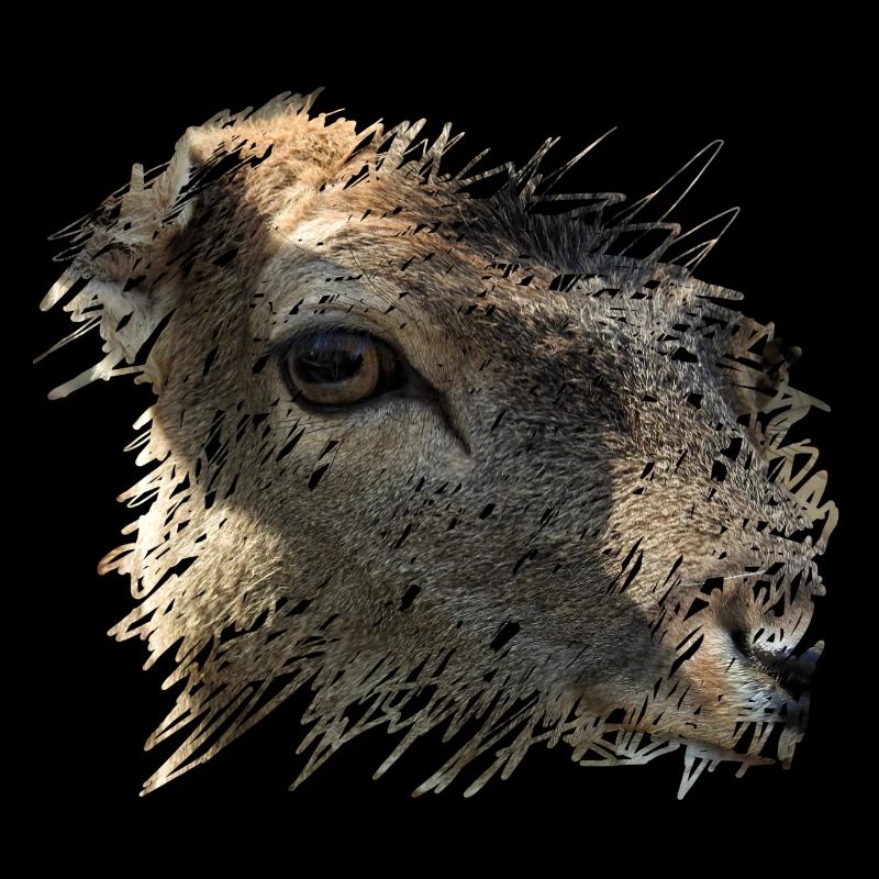 Fallow deer is observed by a hunter