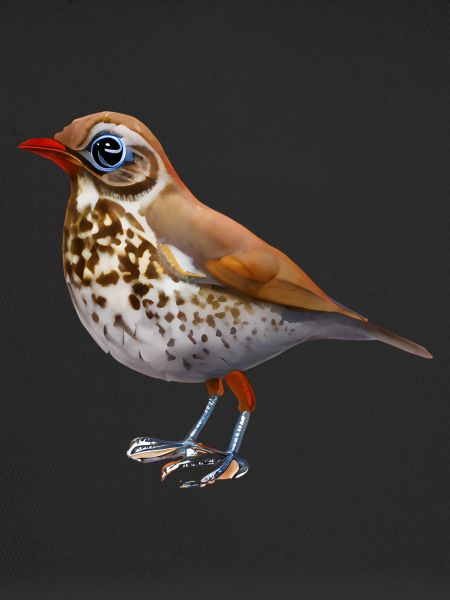 Grive oiseau