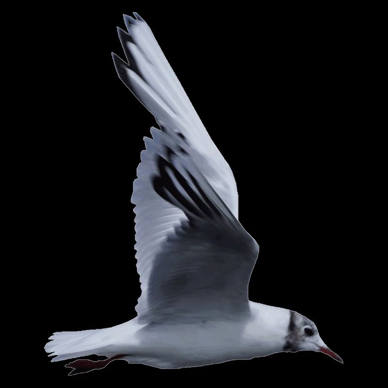 Eine fliegende Möwe