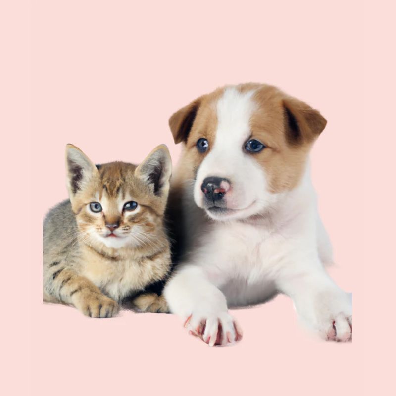 Chiot et chaton mignons