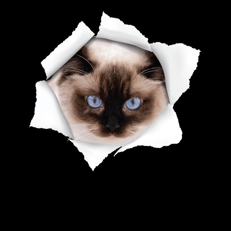 Beau chat déchiré - Ragdoll Cat