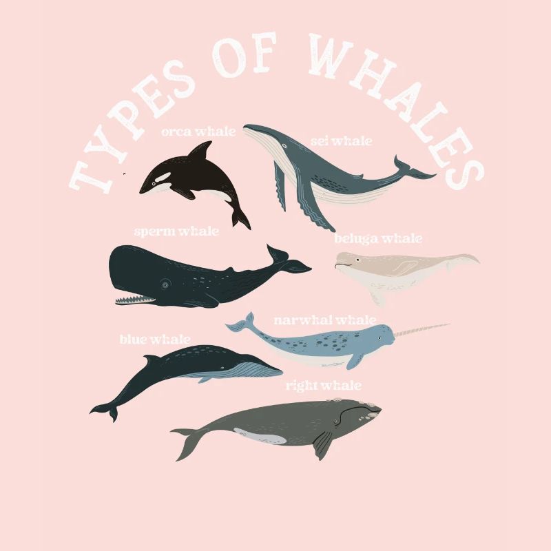 Types de baleines Whale Lovers Whales Espèces de baleines