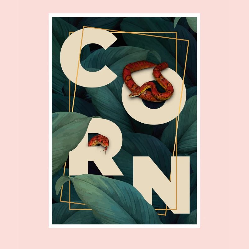 Corn Snake Reptile Keeper Snake