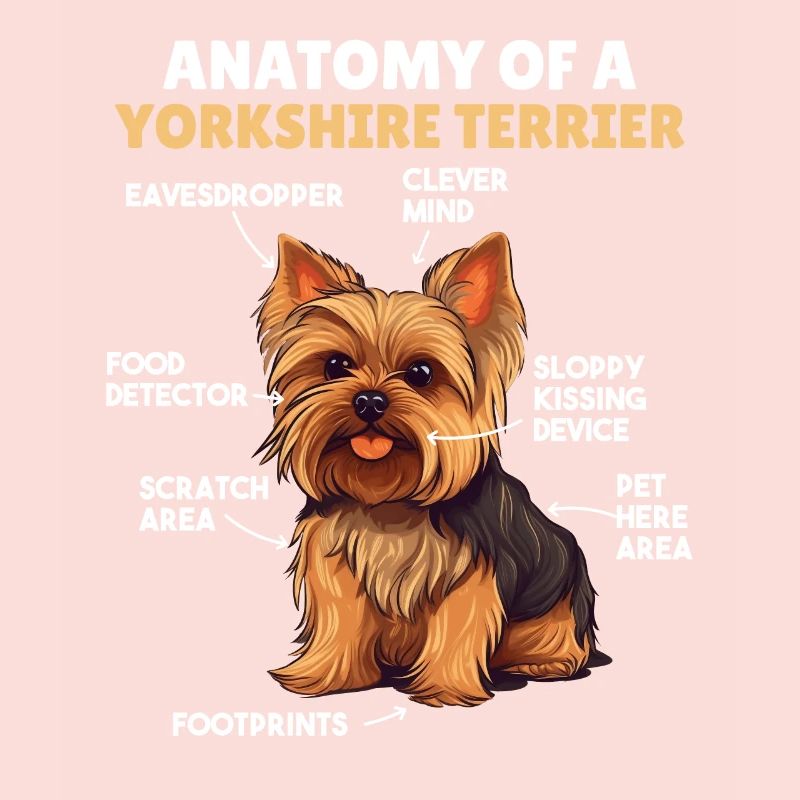 Explication du chien Anatomie d’un Yorkshire Terrier
