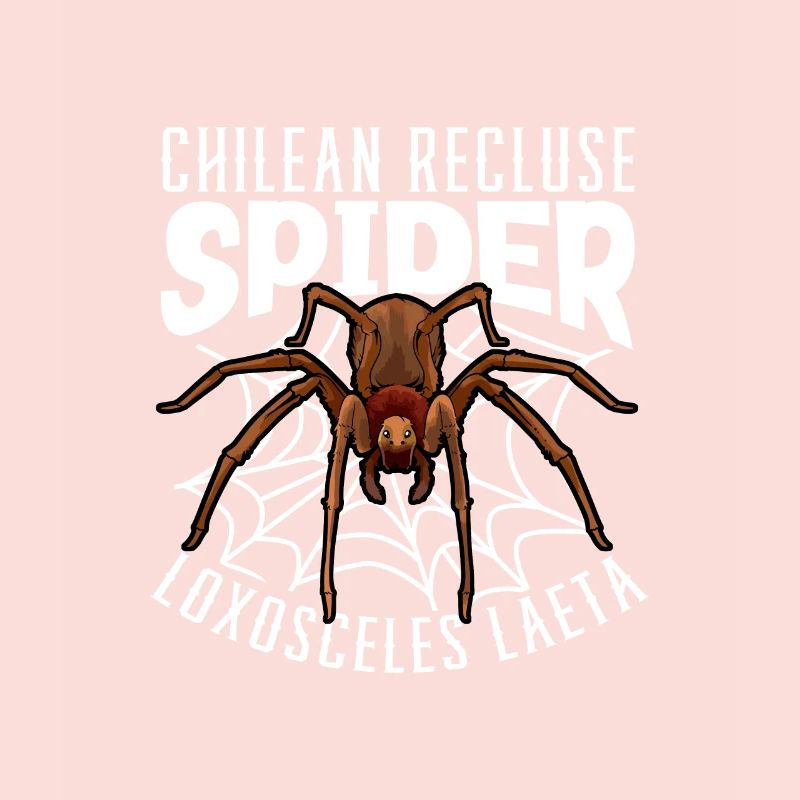 Chilean angle spider