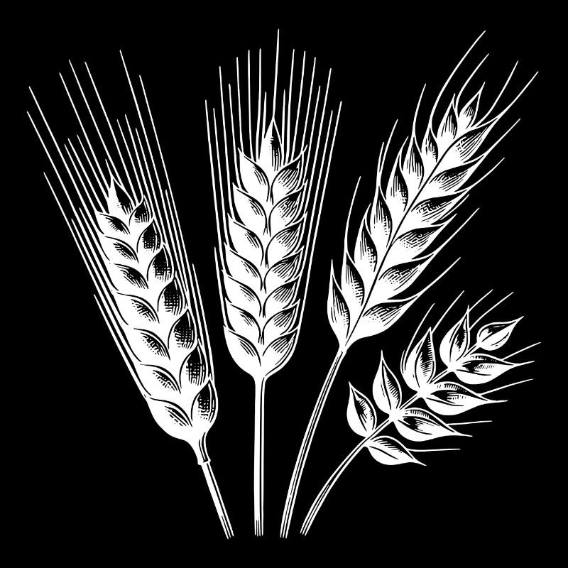 Céréales : blé et avoine, épis de maïs