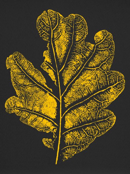 Blatt Eiche/ Eichenblatt
