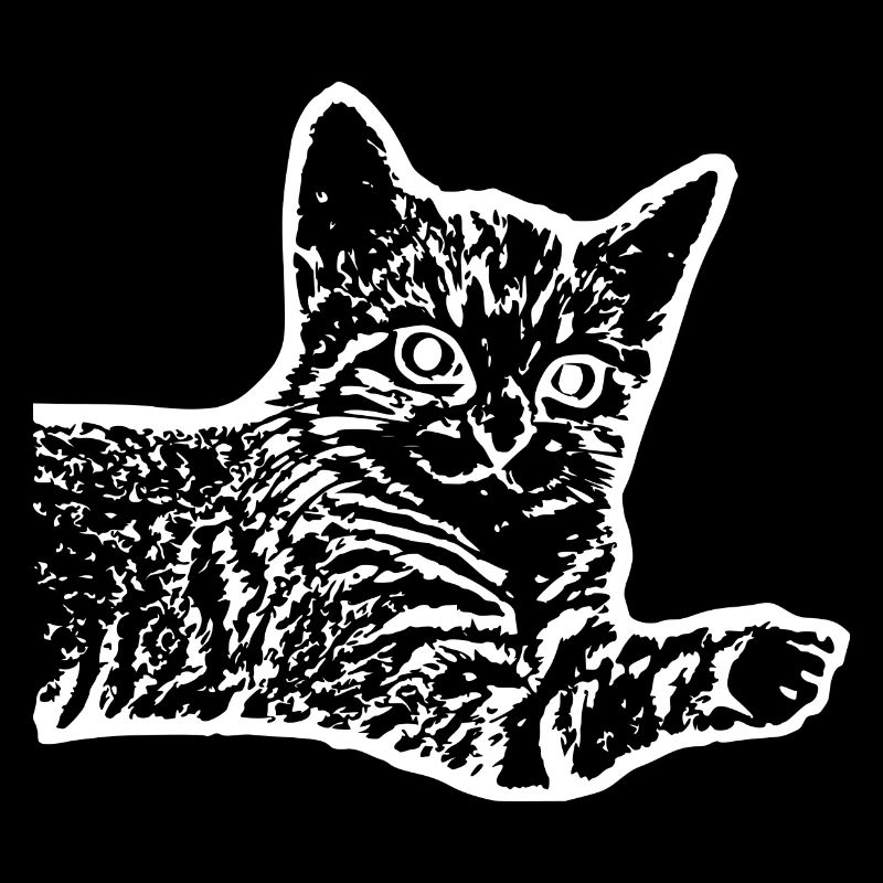 Chat chat chaton