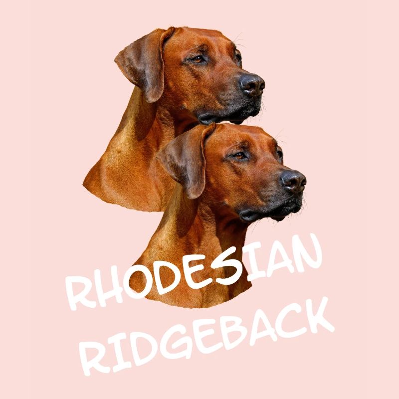 Chiens Rhodesian Ridgeback