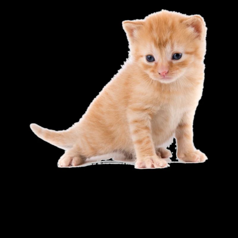 Kitten