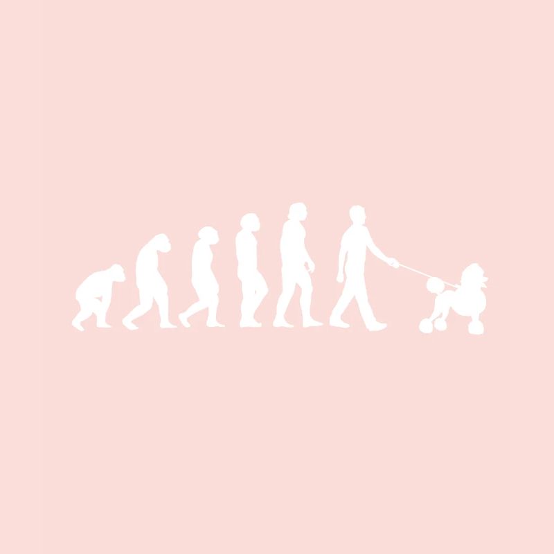 Caniche Evolution