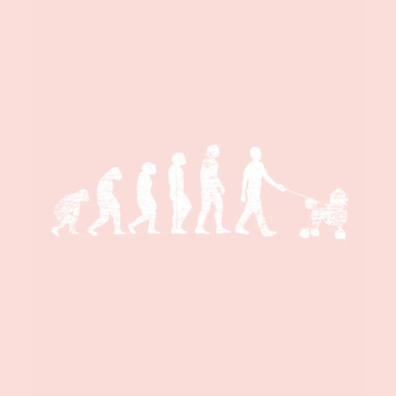 Évolution Caniche
