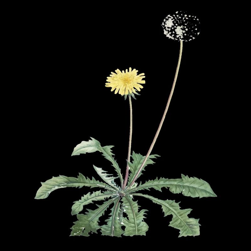 Löwenzahn = Pusteblume