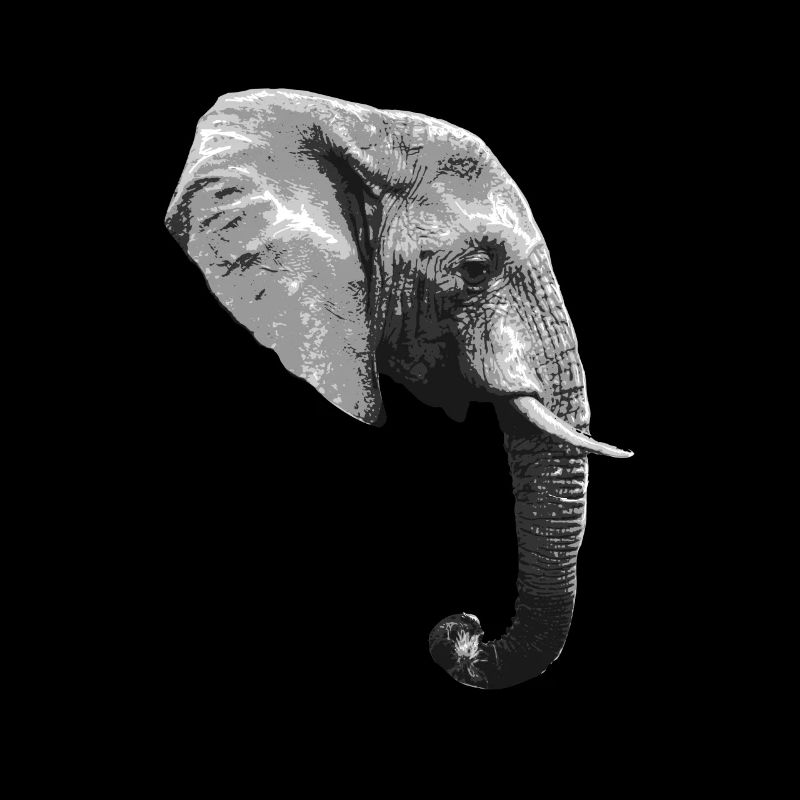 Elephant Head Animal Proboscis Elephant
