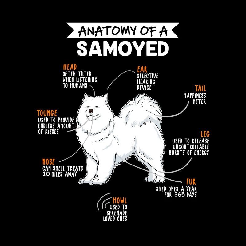 Samojede anatomie chien cadeau