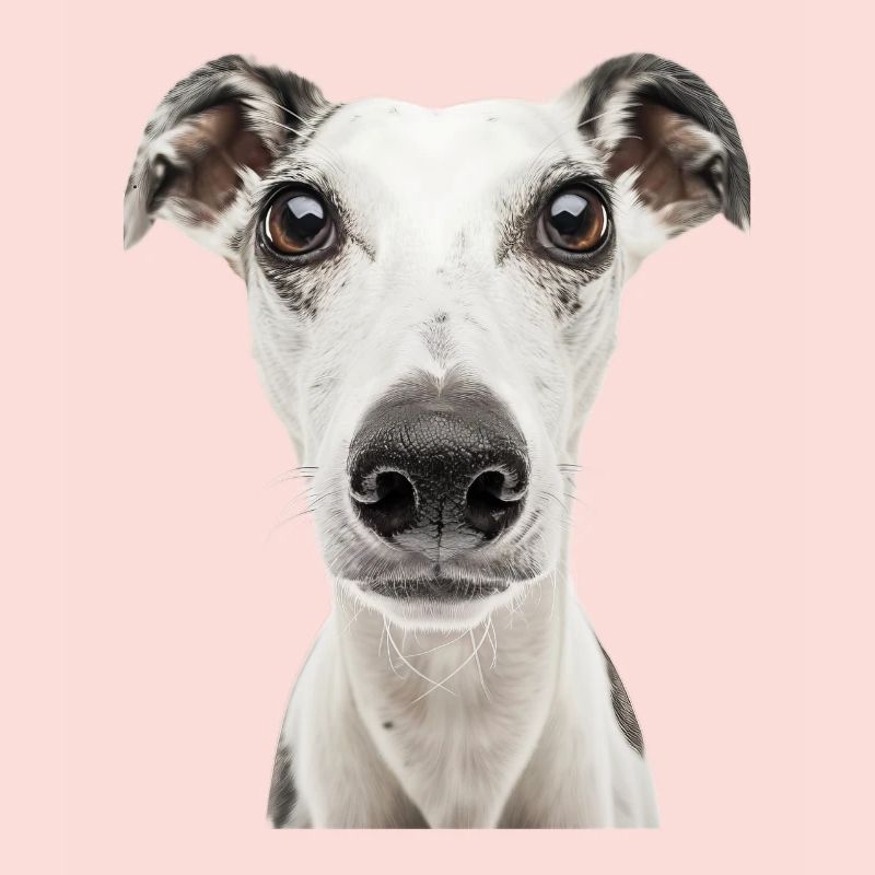 Whippet