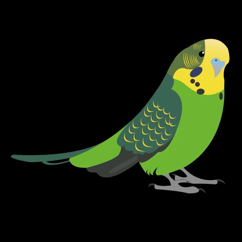 Perruche oiseau