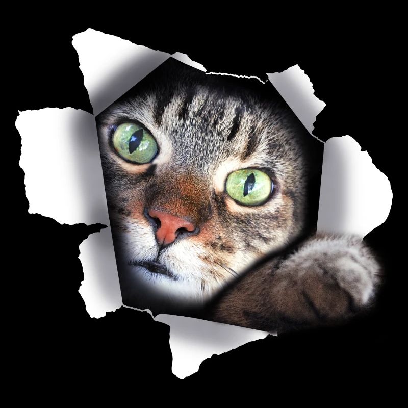 Félin mignon chat chat chatte déchirée patte