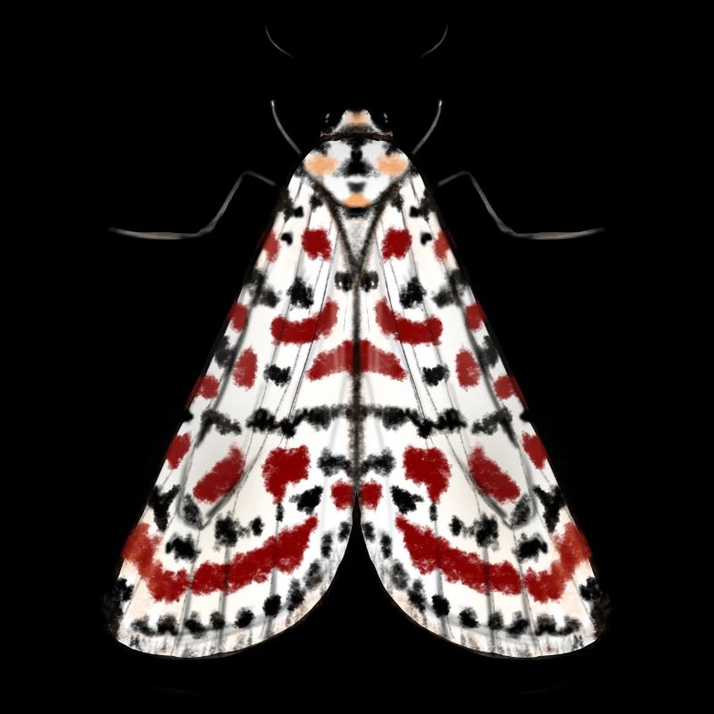 MOTH