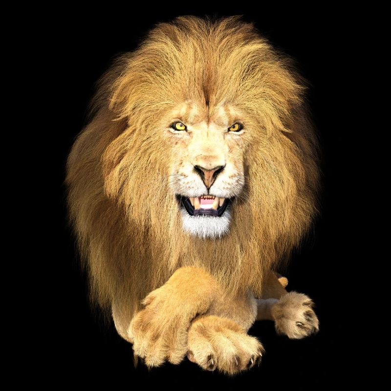 Lion couché, détendu