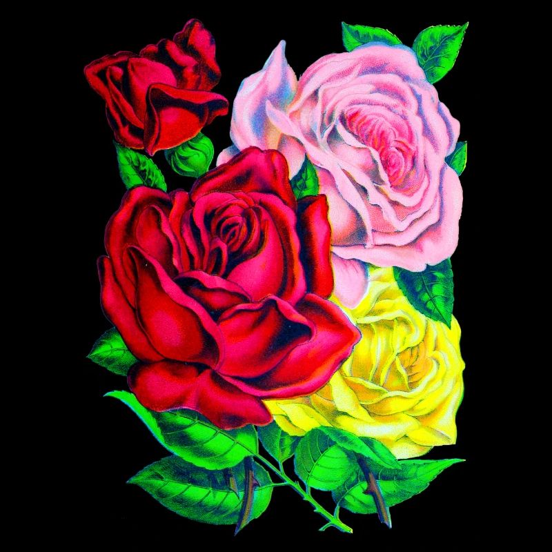 Roses