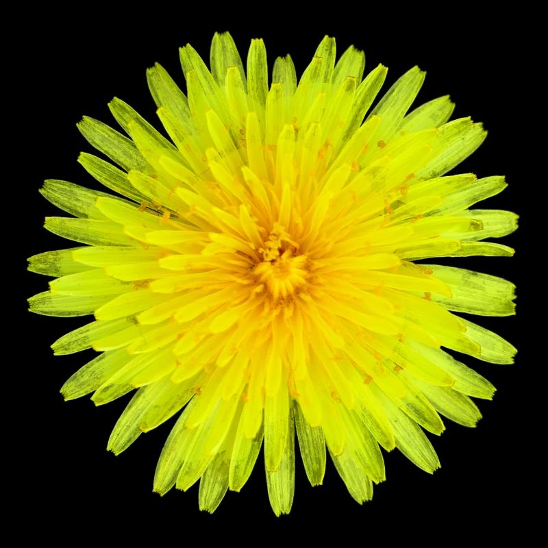 Dandelion summer flower gift