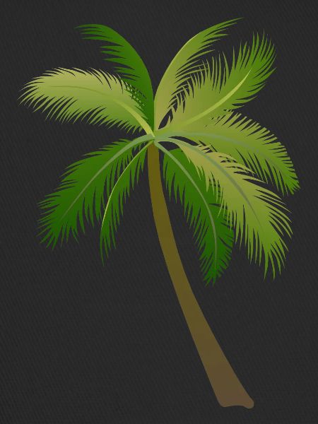 palm tree palm palms
