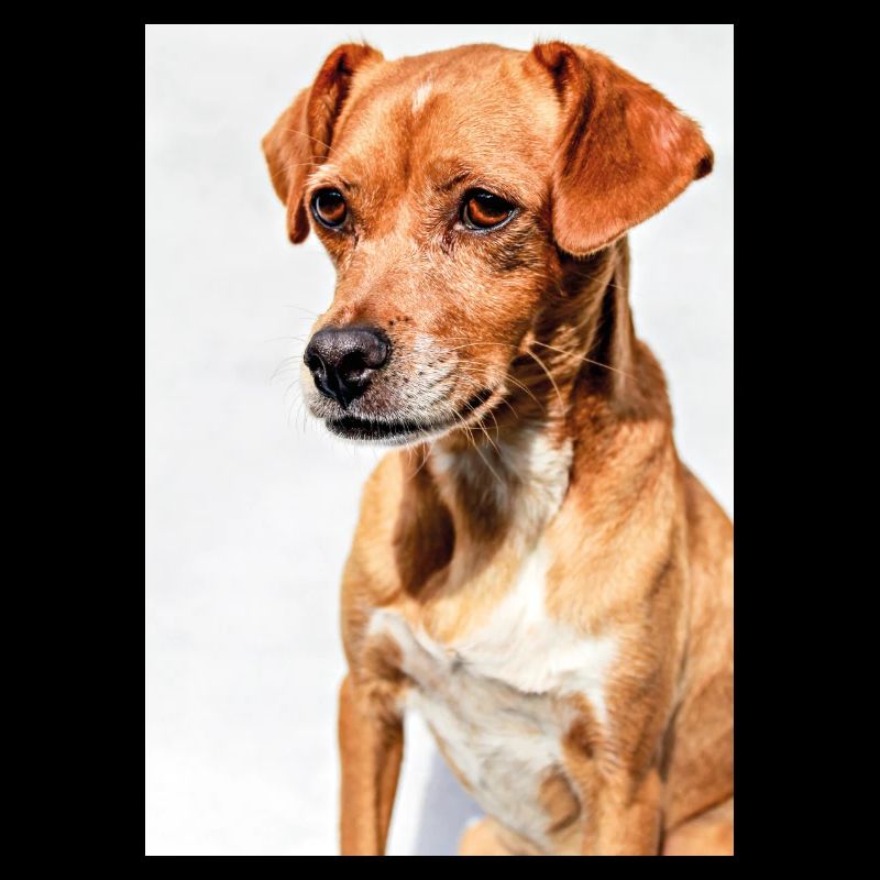 Hunde Portrait Weiß