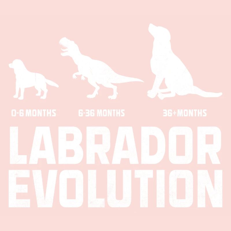 Evolution Labrador Retriever Retrievers de laboratoire