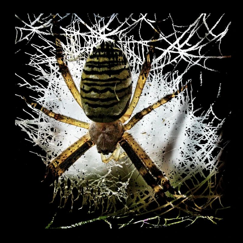Wasp spider on silken thread in lurking position
