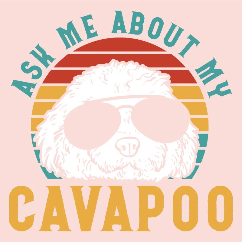 Cavapoo Cavoodle Capoodle Chien