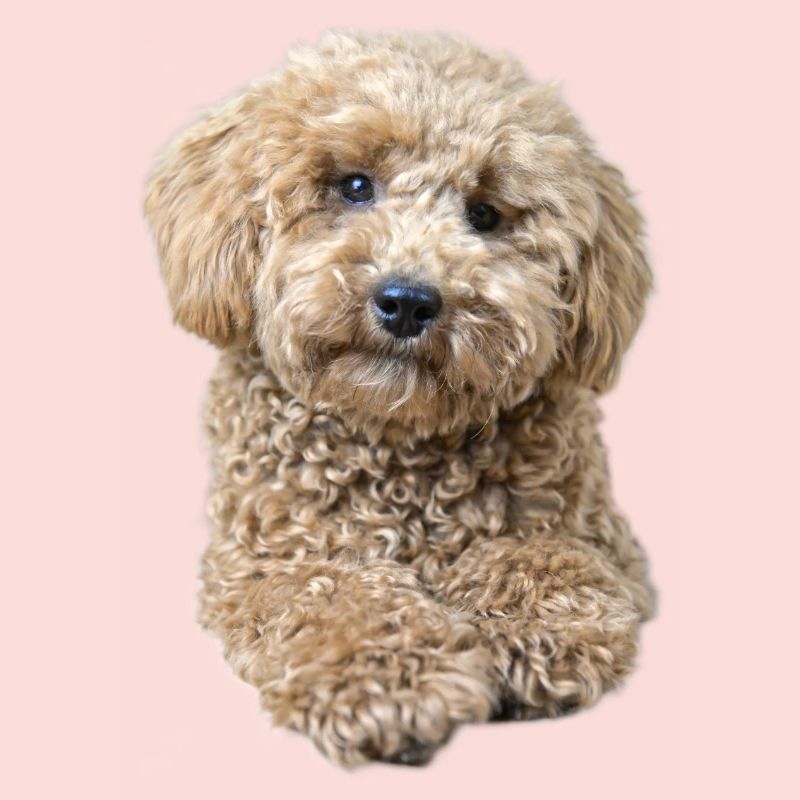 Poodle Pepe