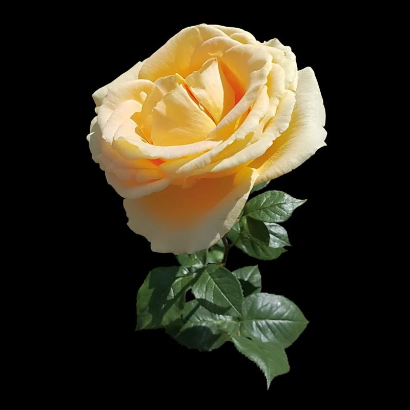 TEEROSE