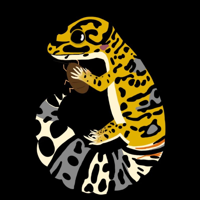 Leopard Gecko with cockroach