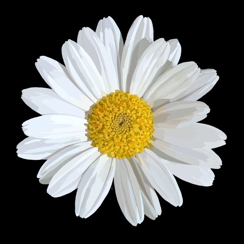 White daisies bloom
